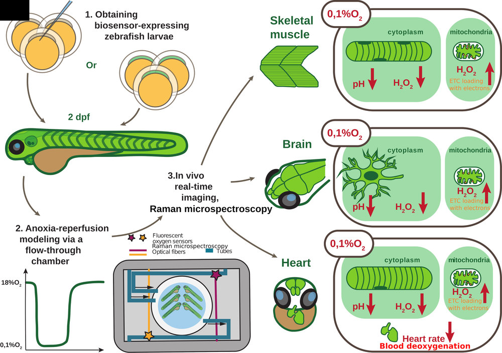 Chemogenetic H2O2 generation setup